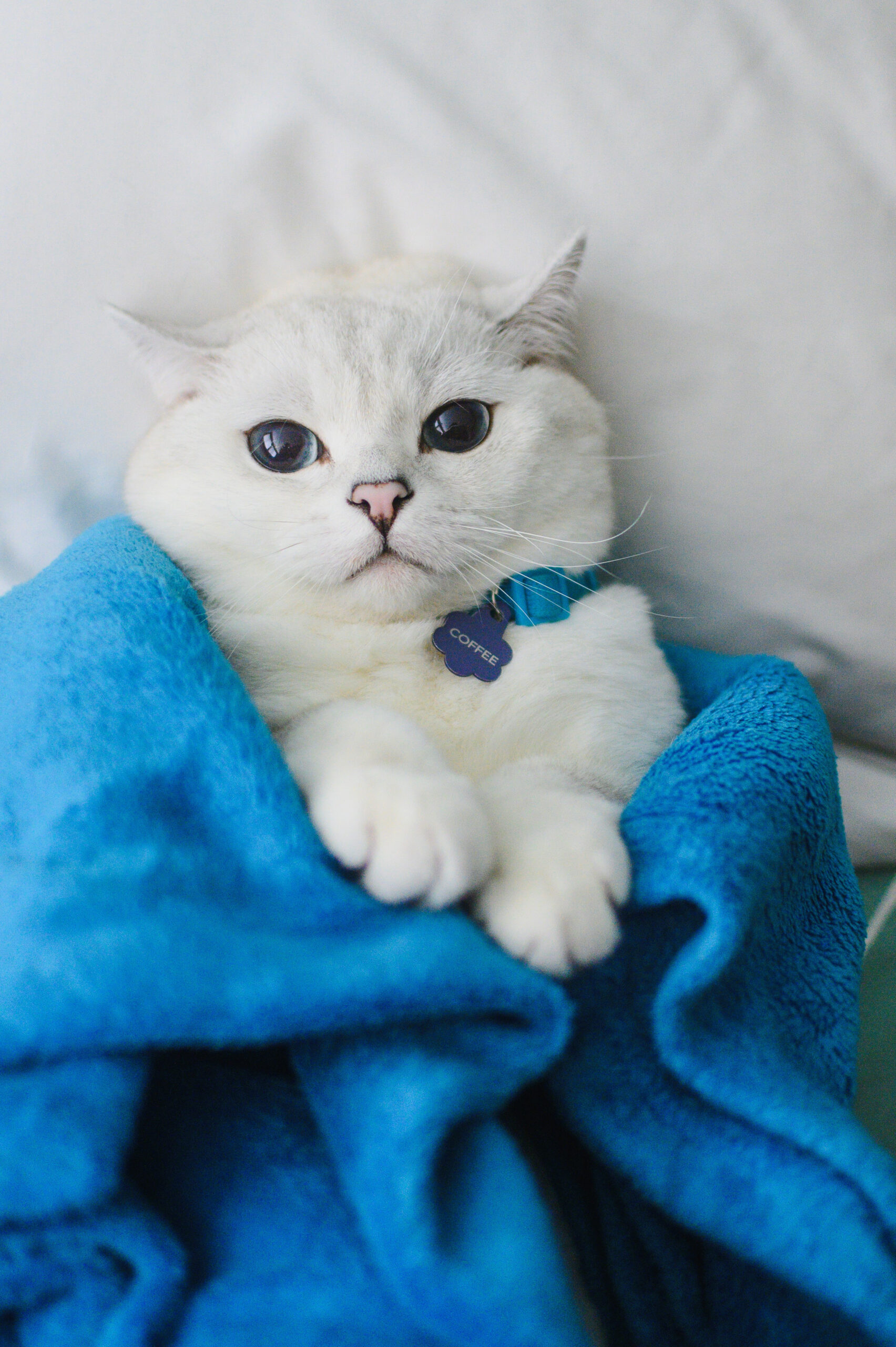 White Coffee Cat