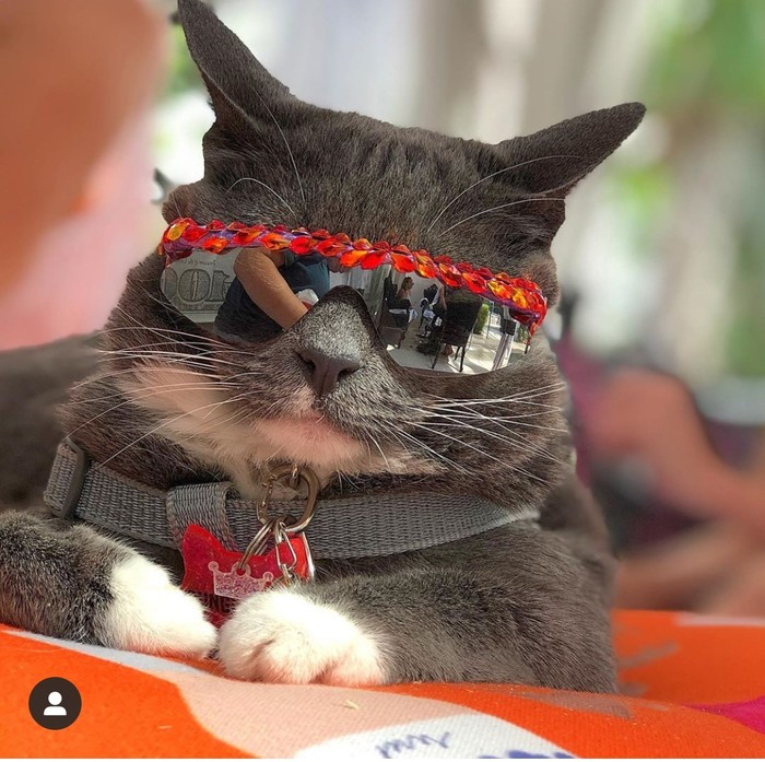 Sunglass Cat