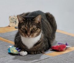 The Florida Furkids