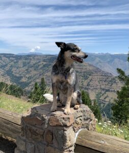 Teva-an Australian cattle dog