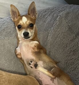 Lola-a special needs chihuahua