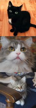 In loving memory of Kuzya, Tima, Lyalya, Collie, and all the beloved cats and dogs, past and present, who have touched our lives